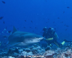 Shark dive in Papette, Tahiti.  Described as a "leisure" ... by Tim Dimacchia 